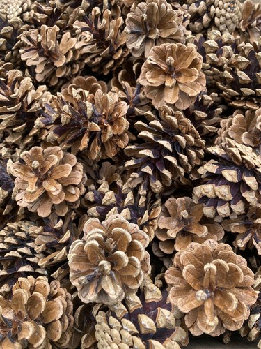 Pine cones 8cm quality - 3-8cm, x
