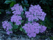 Sedum - Ice plants x 5