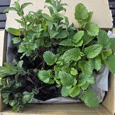 100% Organic Apple Mint
