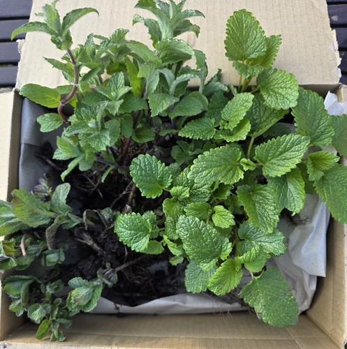100 organic apple mint - 100%,
