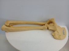 Adam, Rouilly Leg Hip Bones Skeleton Medical Model Training Anatomy