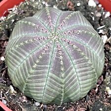 Large Euphorbia Obesa Baseball Plant Succulent houseplant in 5cm pot