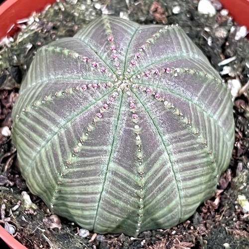 Euphorbia obesa baseball plant - obesa,