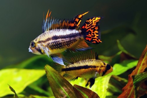 Breeding pair 1 5 - breeding, of