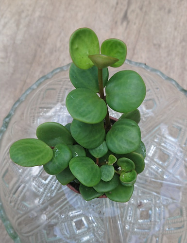 Peperomia hope 6cm pot - peperomia, |