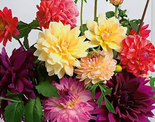 Bare root dahlia unwins - bare,