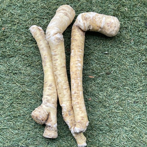 Fresh horseradish root - fresh,
