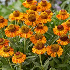 Helenium Short and Sassy Sneezeweed Compact Yellow Flowering Perennial Plant