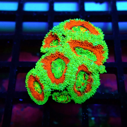 Wysiwyg acan lord coral - wysiwyg,