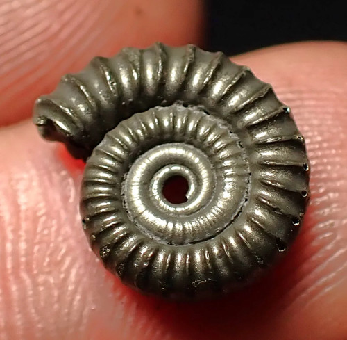 Crucilobiceras pyrite ammonite
