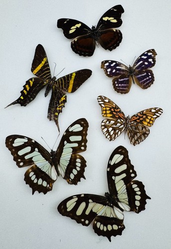 Real butterfly specimens - real,