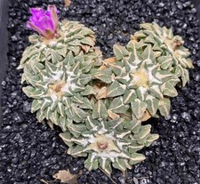 Sale Rare Cacti Ariocarpus