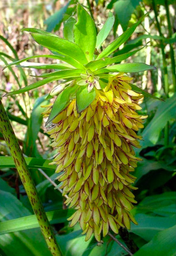 Eucomis bicolour pineapple - eucomis,
