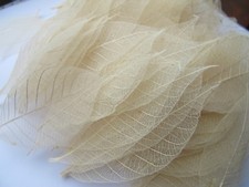 25 Natural Real skeleton Leaves 2-3" Beige Colour Craft Card CLEARANCE #B9