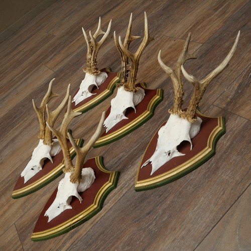 Deer antlers roe - deer, 5x