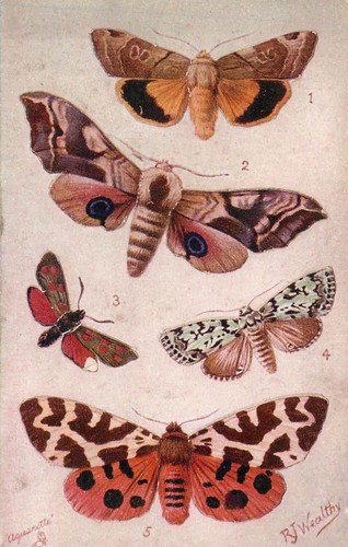 British moths eyed - hawk, etc