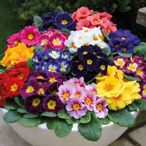 Primrose plants hardy - primrose,