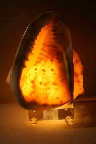 Vintage helmet conch shell - conch,