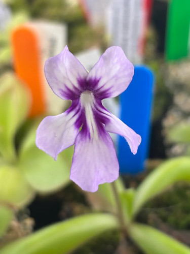 Pinguicula anpa - pinguicula,
