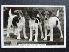 SMOOTH FOX TERRIER PUPPIES -