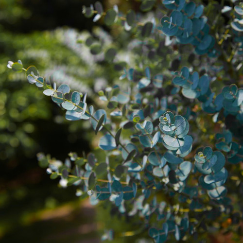 Eucalyptus pulverulenta baby - pulverulenta,