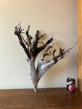 Driftwood Piece  dark tree