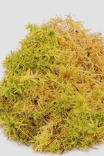 Sphagnum moss live - moss, 100%