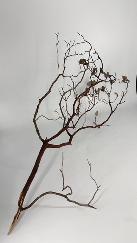 Manzanita branch natural - manzanita,
