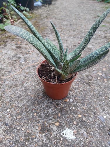 Aloe gasteria tongue - ox,