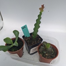 3 Succulent Plants Bundle Jade