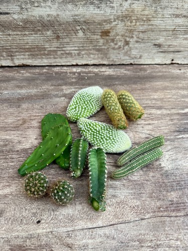 Cactus cuttings lot - 12,