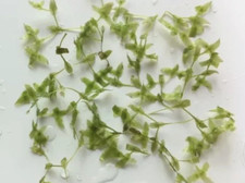 Ivy leaf duckweed floating