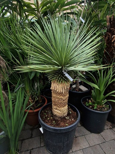 Yucca rostrata tropical - rostrata.,