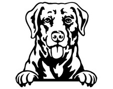 Chesapeake Bay Retriever Dog