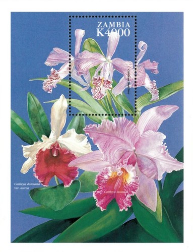 Zambia 1998 orchids - 1998,