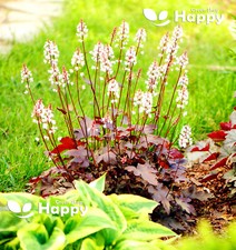 CORAL BELLS PALACE PURPLE - Heuchera micrantha - 1000 SEEDS - PERENNIAL FLOWERS
