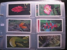 HENRI WINTERMANS GRANDEE FULL