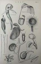 Antique Botanical Engraving