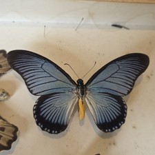 Papilio Zalmoxis Set Specimen