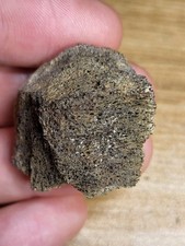 Real Triceratops Skull Fossil