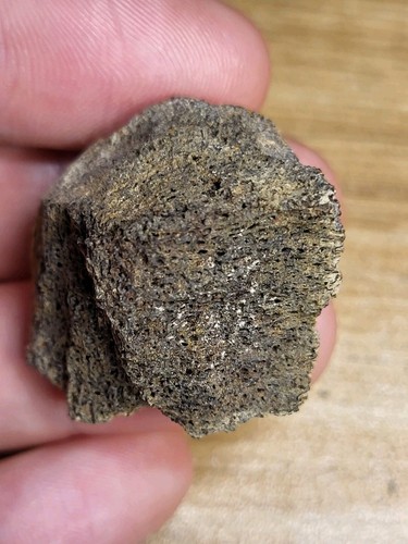 Real triceratops skull fossil - real,