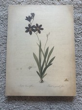 Printed Stretched Canvas Laura