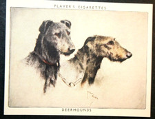 SCOTTISH DEERHOUND  Vintage