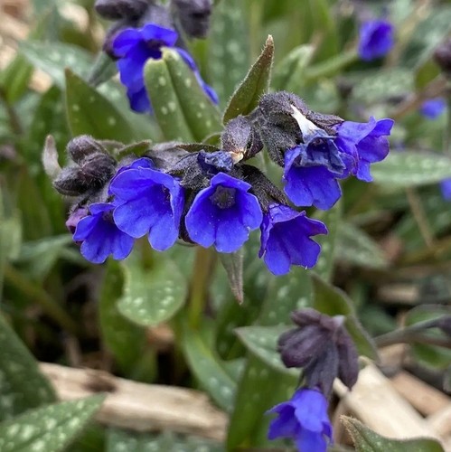 Pulmonaria miss elly hardy - 'miss,