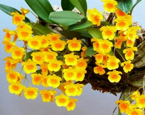 Dendrobium aggregatum orchid