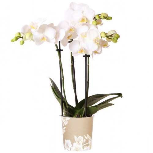 Orchid phalaenopsis alaska - orchid,