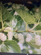 White Mulberry plants, 2 years