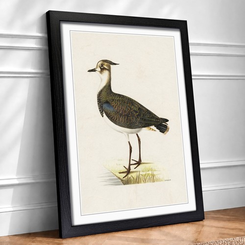Northern lapwing bird - lapwing,