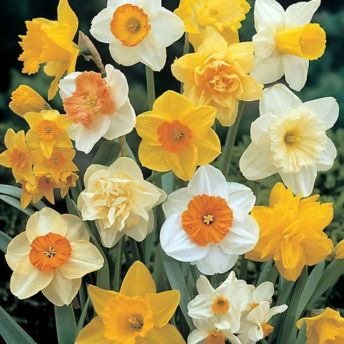 Daffodil mixed bulbs - 2, 0