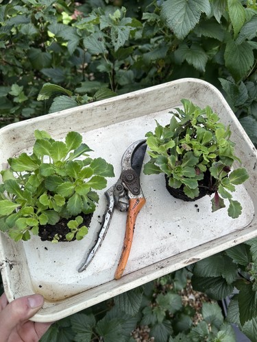 Ex9cm pot bare root - ex9cm,